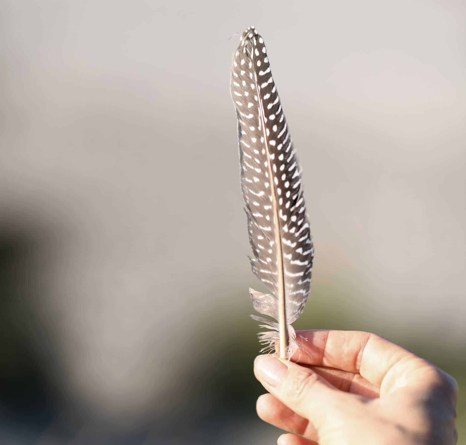 feather