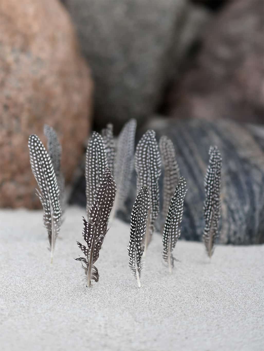 feathers