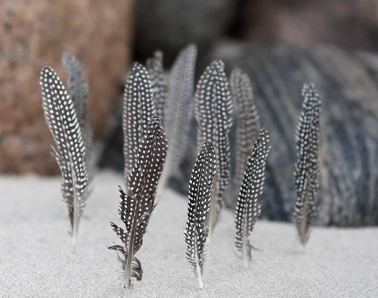 feathers-4